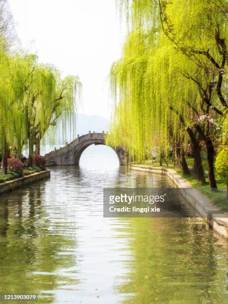 willow tree by the west lake in hangzhou, china - weeping willow stock pictures, royalty-free photos & images