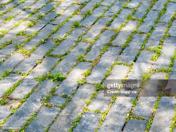 grassy masonry floor between brick seams - rensa ogräs bildbanksfoton och bilder