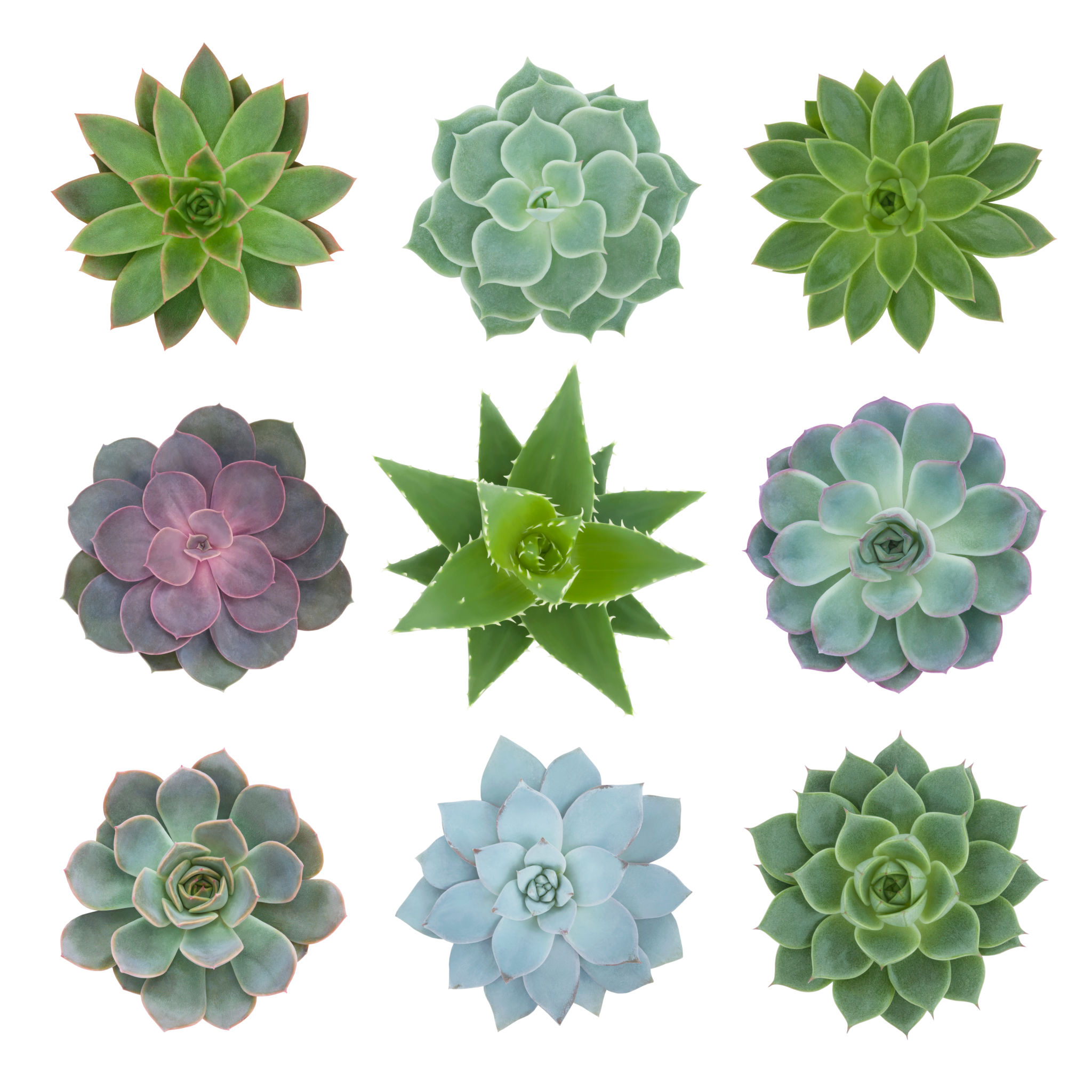 desert plants
