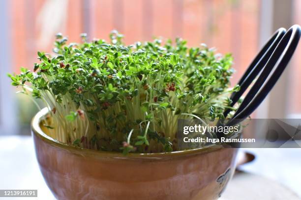 closeup of watercress - watercress stock pictures, royalty-free photos & images