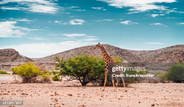 solo giraf in namibië - etosha nationaal park stockfoto's en -beelden