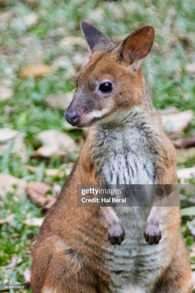 Red-Legged Pademelon close-up