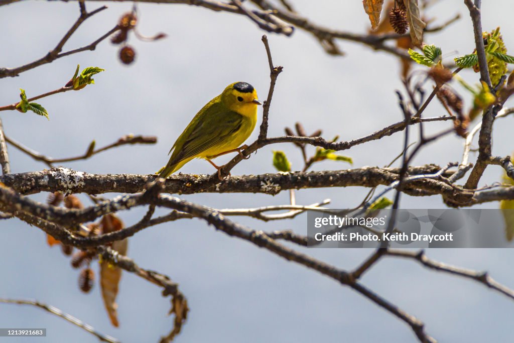 Wilson’s Warbler / Wilsoia pusilla