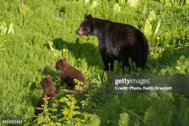 american black bear and cubs / ursus americanus - black bear stock pictures, royalty-free photos & images