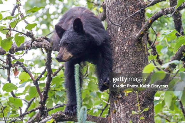 american black bear / ursus americanus - willow tree stock pictures, royalty-free photos & images