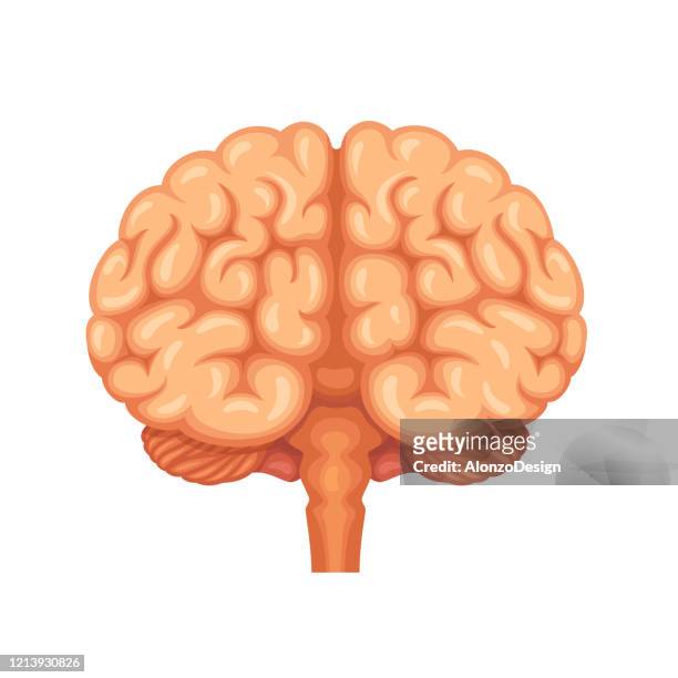 human brain anatomy. front view - frontal lobe stock illustrations