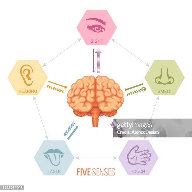 人腦和感官感知 - sensory perception 幅插畫檔、美工圖案、卡通及圖標