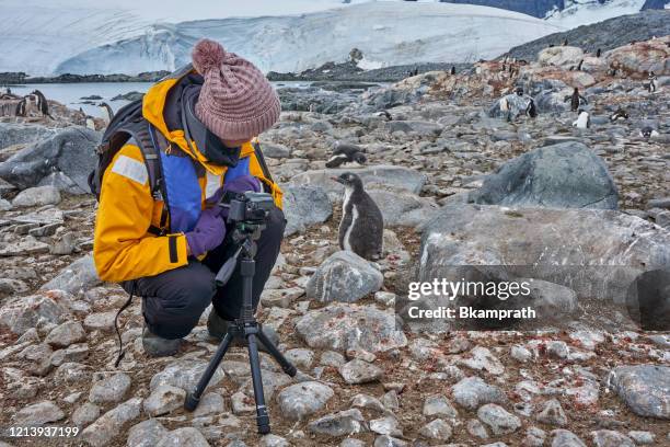 woman in the breathtaking scenery of the antarctica peninsula in the great southern ocean during the brief summer season - antarctica people stock pictures, royalty-free photos & images