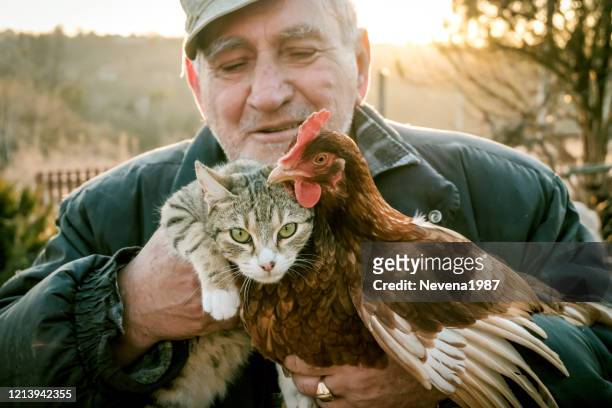 senior farmer håller kyckling och katt på gården - cat spring bildbanksfoton och bilder