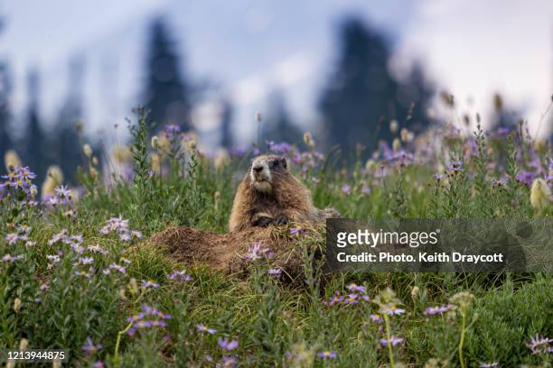 hoary marmot / marmota caligata - marmota stock-fotos und bilder