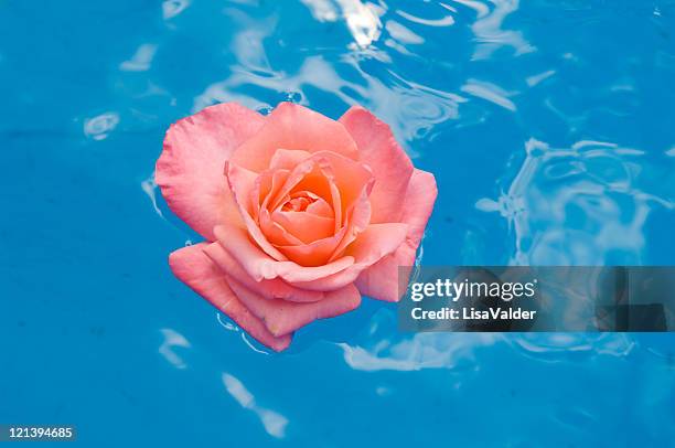 Floating Roses Photos and Premium High Res Pictures - Getty Images