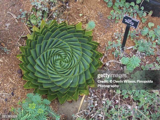 Pinopsida Tree Pinopsida Photos and Premium High Res Pictures - Getty Images