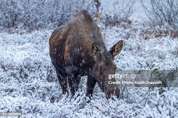 Ohhtt Anchorage Snowfall Photos and Premium High Res Pictures - Getty Images