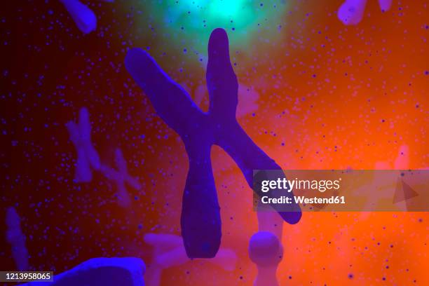 3d rendered illustration, scientific visualisation of a chromosome - 3d letter x stock pictures, royalty-free photos & images