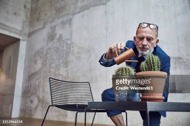 senior businessman watering cactuses in his office - cactus stock-fotos und bilder