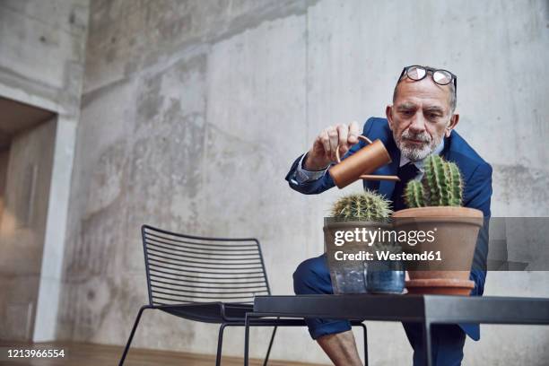 senior businessman watering cactuses in his office - cactus water stock pictures, royalty-free photos & images
