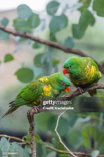 two affectionate scaly-breasted lorikeets - scaly breasted lorikeet stock pictures, royalty-free photos & images
