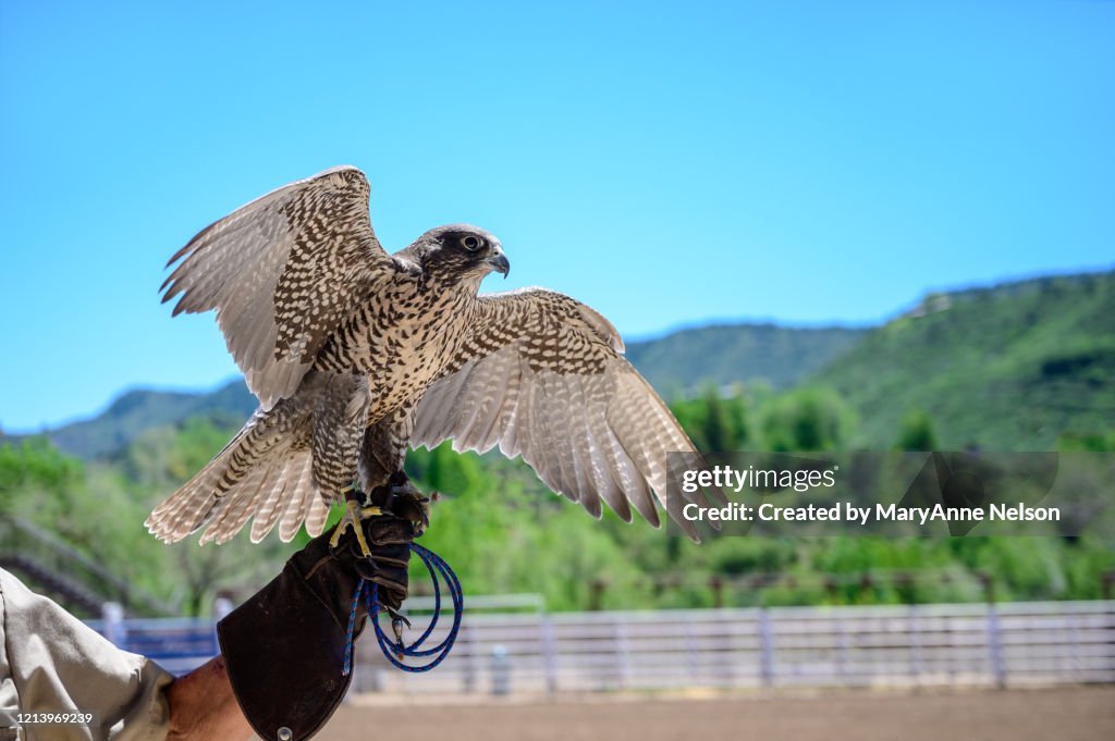 Young Arctic Falcon Looking Right with Wings Spread