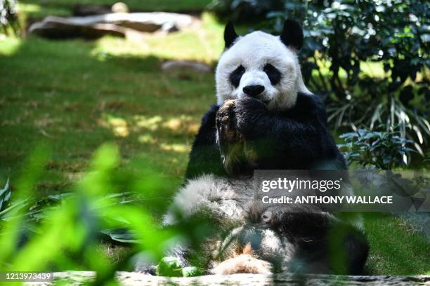 An An, who at 33 is the world's longest-living male giant panda under human care, eats snacks in his enclosure at the currently closed local theme...