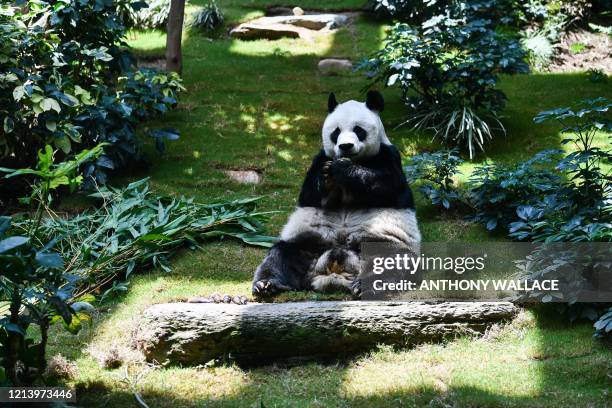 An An, who at 33 is the world's longest-living male giant panda under human care, eats snacks in his enclosure at the currently closed local theme...