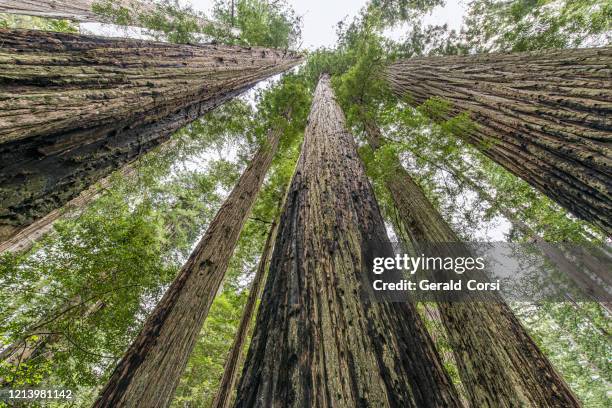 sequoia sempervirens  is the sole living species of the genus sequoia in the cypress family cupressaceae (formerly treated in taxodiaceae). common names include coast redwood, california redwood, and giant redwood.  del norte coast redwoods state park; re - coast redwood stock pictures, royalty-free photos & images