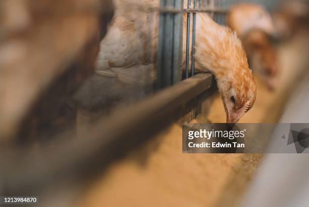 fazenda de ovos orgânicos. galinha, ovos de galinha e galinhas comendo comida na fazenda - ave doméstica - fotografias e filmes do acervo