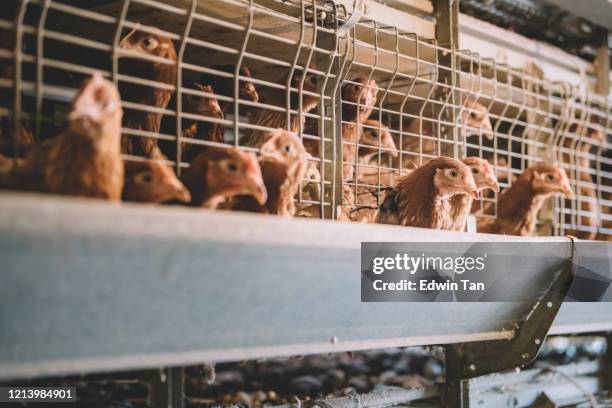 organic egg farm. hen, chicken eggs and chickens eating food in farm - caged farm animals stock pictures, royalty-free photos & images