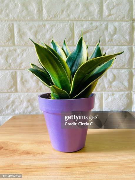 Snake Plant, Stock-Foto