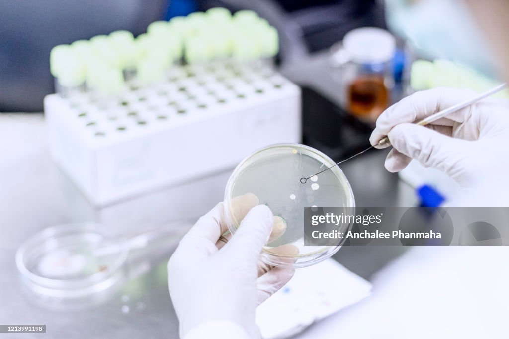 A Microbiologist Performs Bacteriological Testing In The Laboratory ...