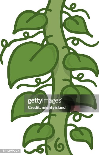 Vine Vine