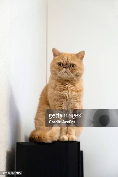 funny exotic shorthair cat - shorthair cat stock pictures, royalty-free photos & images