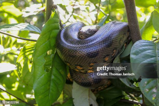 anaconda in the amazon rainforest of ecuador - anaconda snake stock pictures, royalty-free photos & images