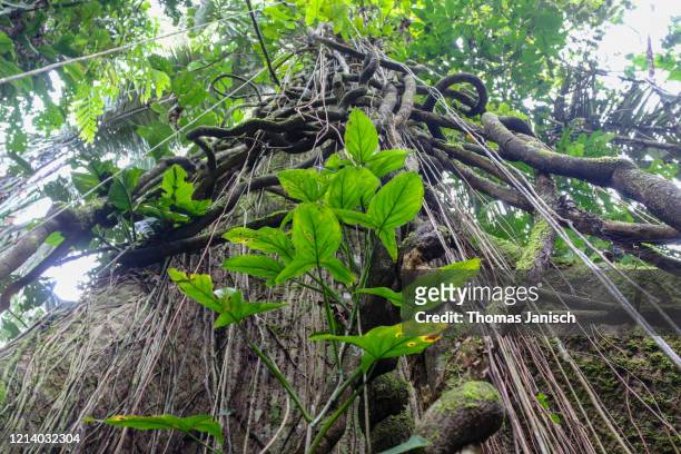 the green amazon rainforest - amazon forest stockfoto's en -beelden