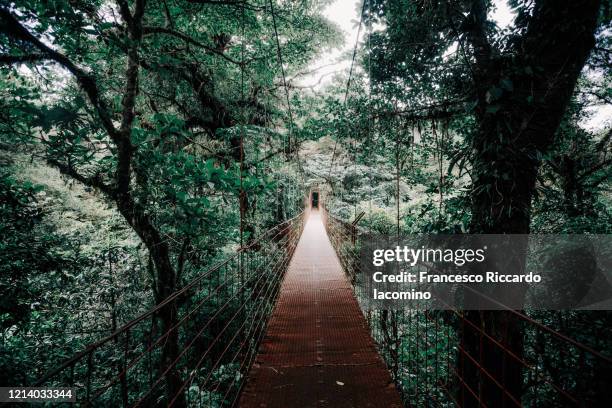 suspension bridge in costa rica, central america - monteverde cloud forest reserve stock pictures, royalty-free photos & images