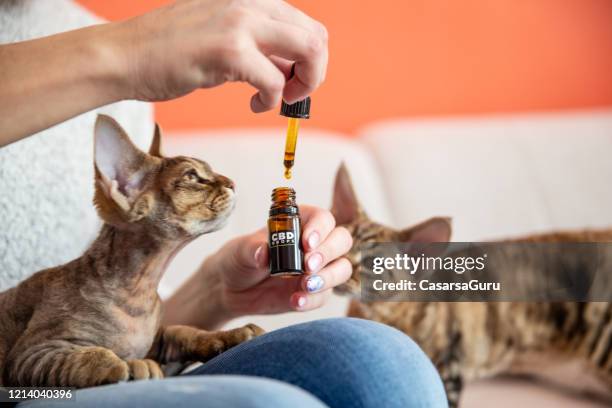 weibliche haustierbesitzerin gibt ihrer katze cbd öltropfen als alternative therapie - liquid medical stock-fotos und bilder