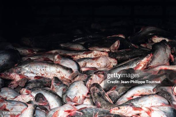 this is the end - heap of dead fish in yangon fish market, myanmar - dead body - fotografias e filmes do acervo