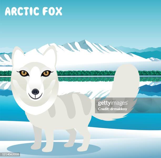 arctic fox - arctic fox stock illustrations