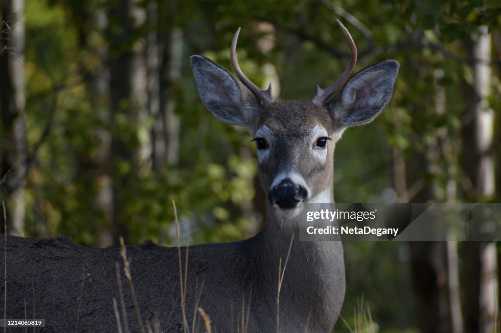 White Tail Deer