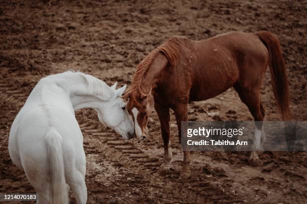 zwei pferde beschnuppern sich freundschaft - freundschaft fotografías e imágenes de stock