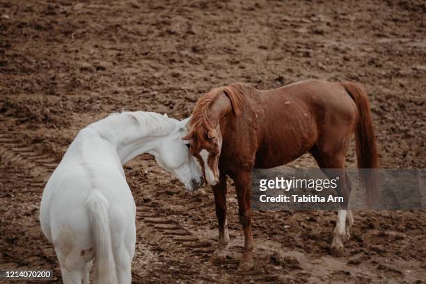 zwei pferde beschnuppern sich freundschaft - freundschaft fotografías e imágenes de stock