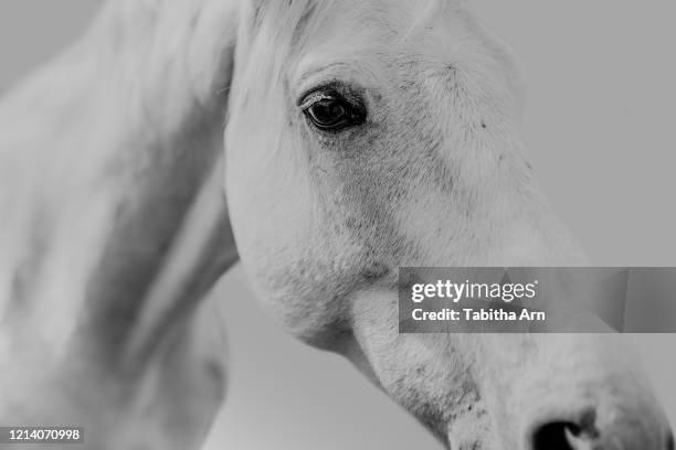 pferd schimmel vor neutralem hintergrund weisser hintergrund pferdeauge - white horse stock pictures, royalty-free photos & images