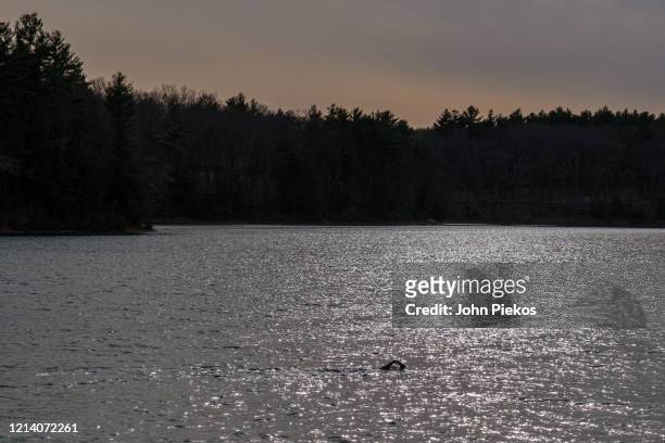 a swimmer swims across walden pond in late winter - walden pond stock pictures, royalty-free photos & images