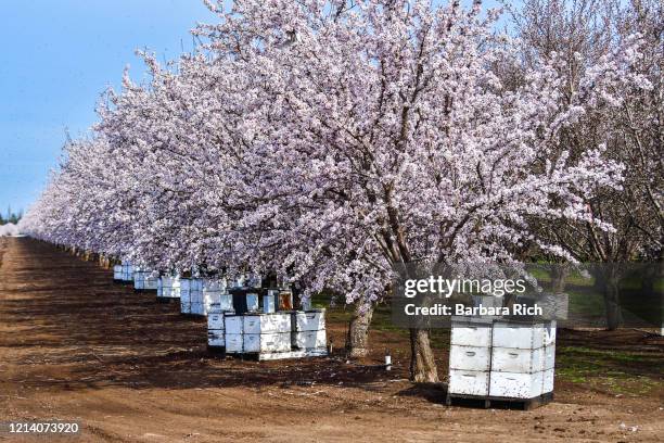 stacked beehives aid in the pollination of almond blossoms in northern california almond orchard - almond blossom stock-fotos und bilder