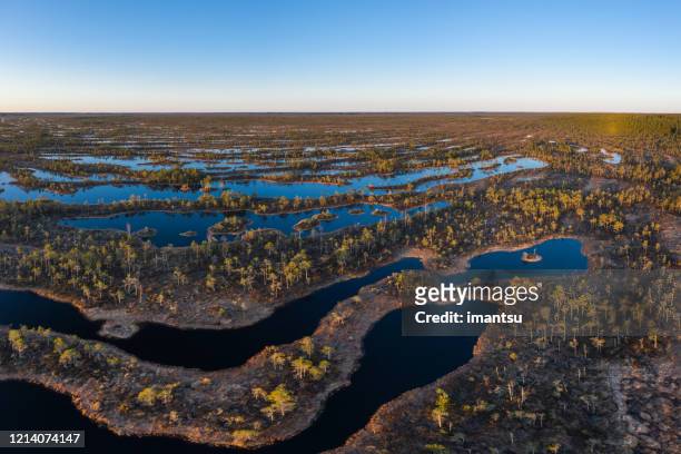 kemeri bog in springtime - latvia forest stock pictures, royalty-free photos & images