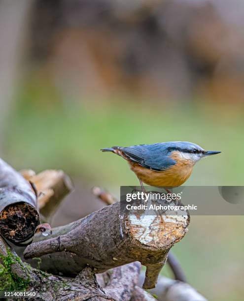 nuthatch sur un journal - sittelle torchepot photos et images de collection