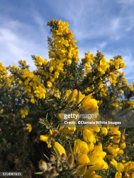 gorse - gorse stock pictures, royalty-free photos & images