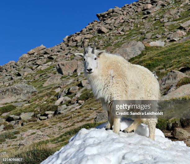 rocky mountain goat - colorado rocky mountains - schneeziege stock-fotos und bilder