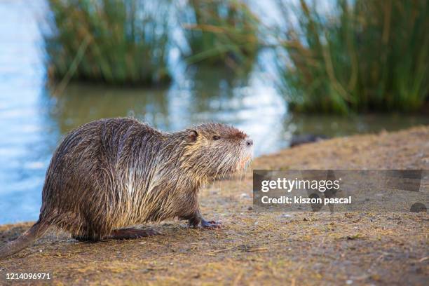 nutria or coypu (myocastor coypus) walking during day . - beaver stockfoto's en -beelden