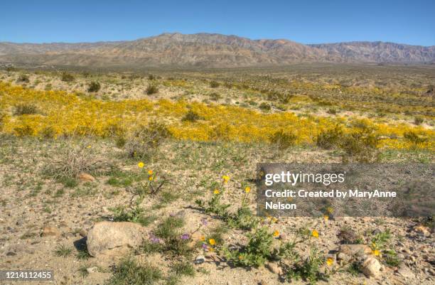 looking at mountains and blooming wildflowers - coachella 2019 stock pictures, royalty-free photos & images