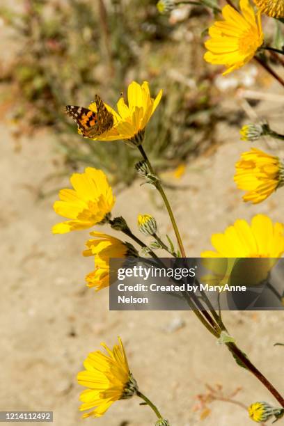 winter butterfly on yellow blossom - coachella 2019 stock pictures, royalty-free photos & images